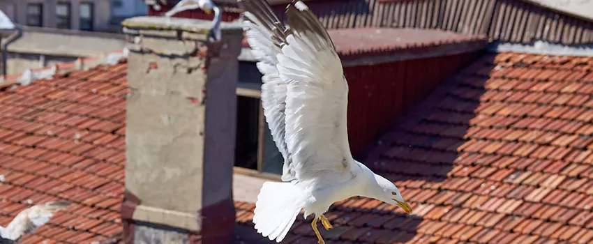 Residential Chimney Animal Removal Solution in St. Cloud, FL