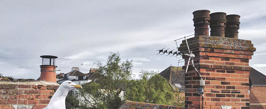 Chimney Cleaning And Restoration in St. Cloud, Florida